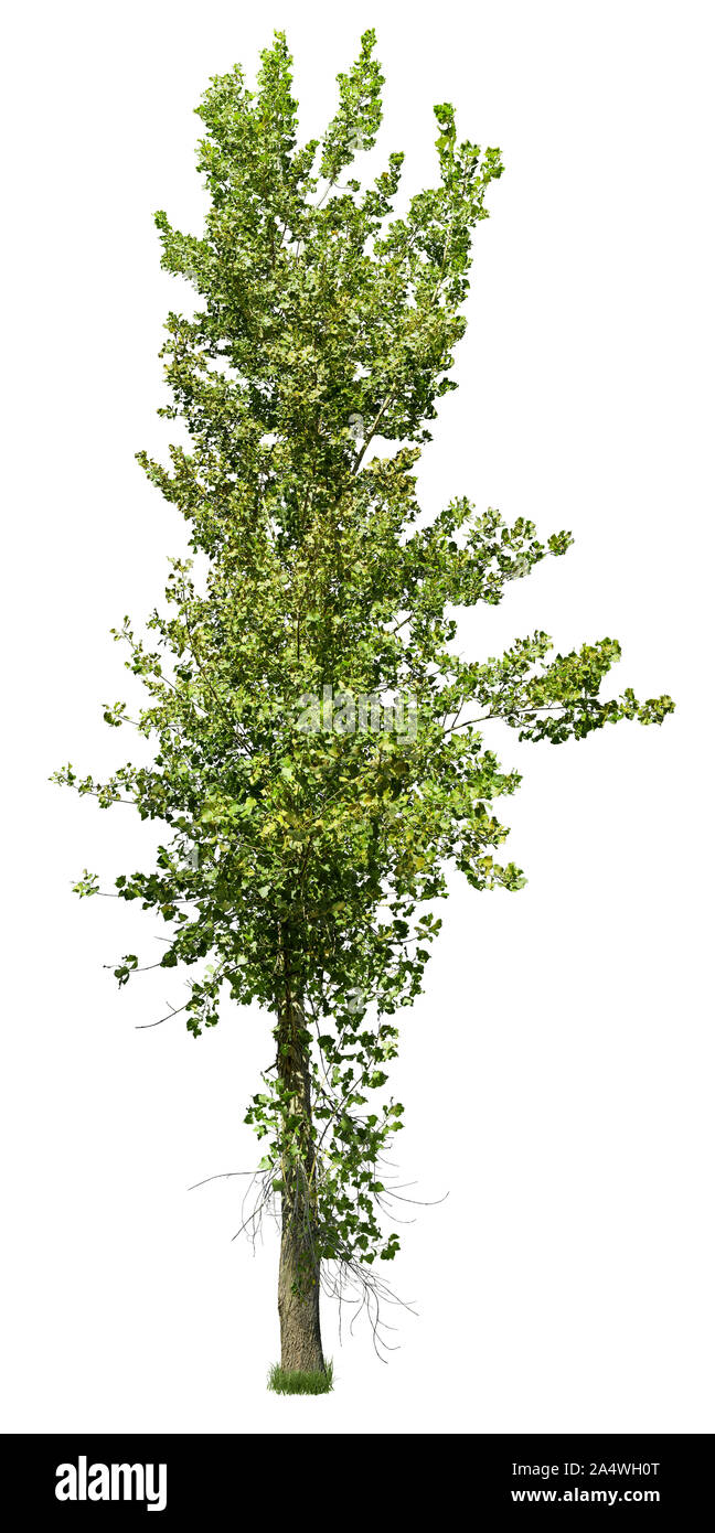 Grüner Baum auf weißem Hintergrund. Hochwertige Freistellungsmaske für die professionelle Zusammensetzung. Stockfoto