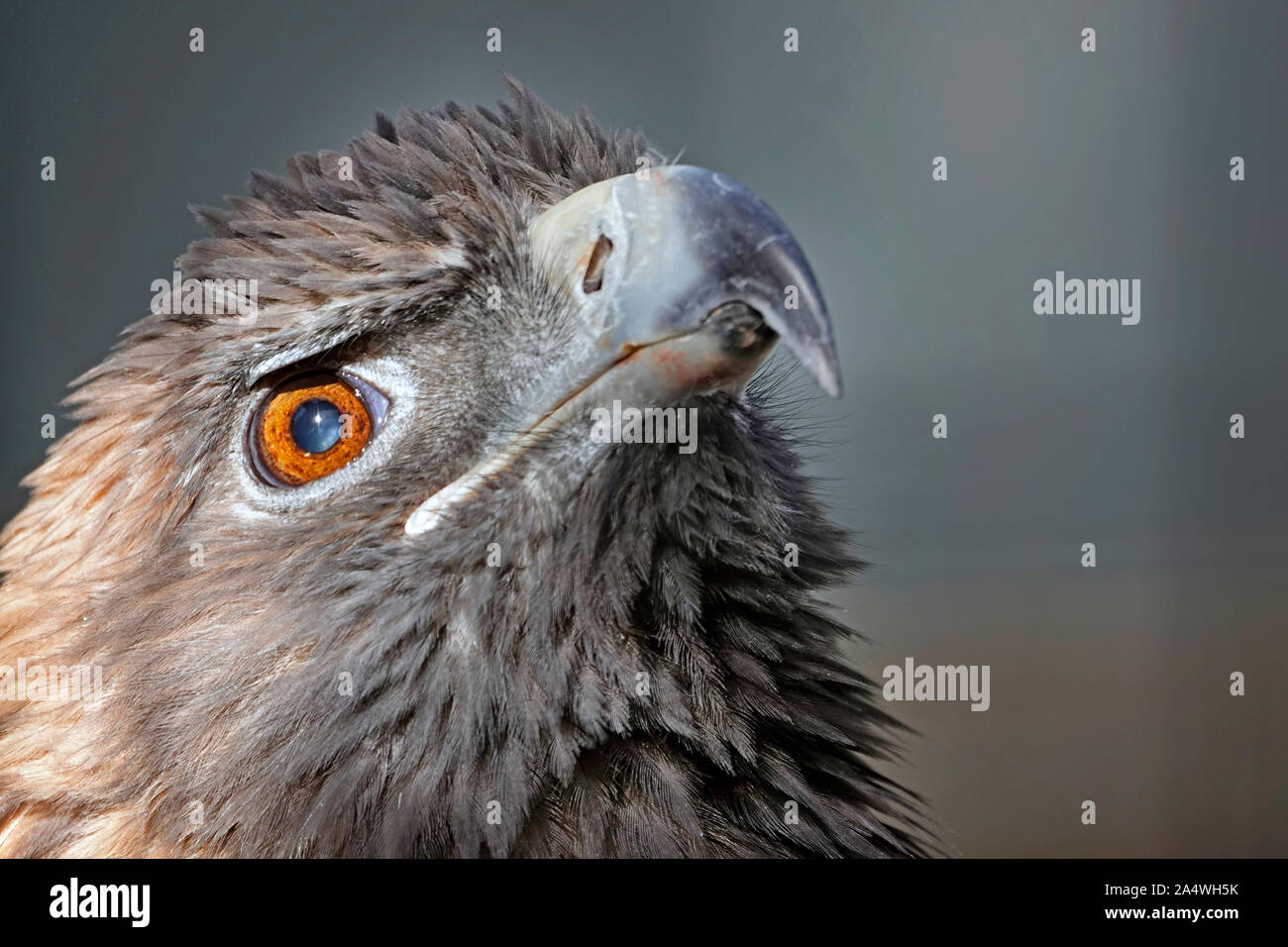 Ein Kopf geschossen von einem goldenen Adler, Erwachsener, Aquila Chrysaetos in der Cascade Mountains der zentralen Oregon. Stockfoto