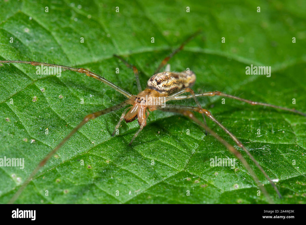Lange Backen Tetragantha Orbweaver Spinne, Montana, Stodmarsh Naturschutzgebiet, Kent GROSSBRITANNIEN Stockfoto