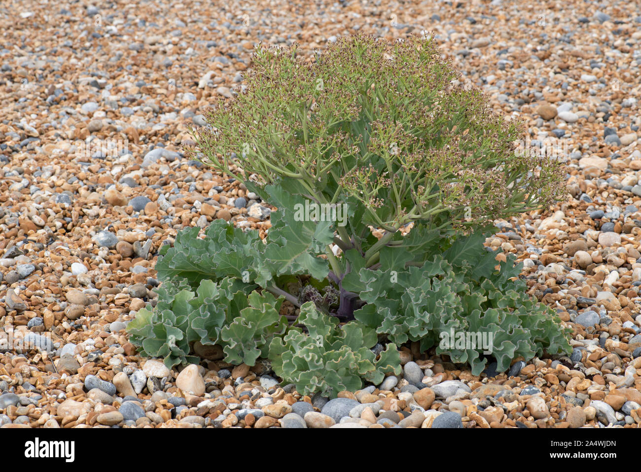Sea Kale, Crambe maritima, auf Pebble Beach, Sandwich, Kent, UK, Meer Cole, seakale, Meer colewort oder crambe, ist eine Pflanzenart aus der Gattung der Halophytic blühende Pflanze ich Stockfoto
