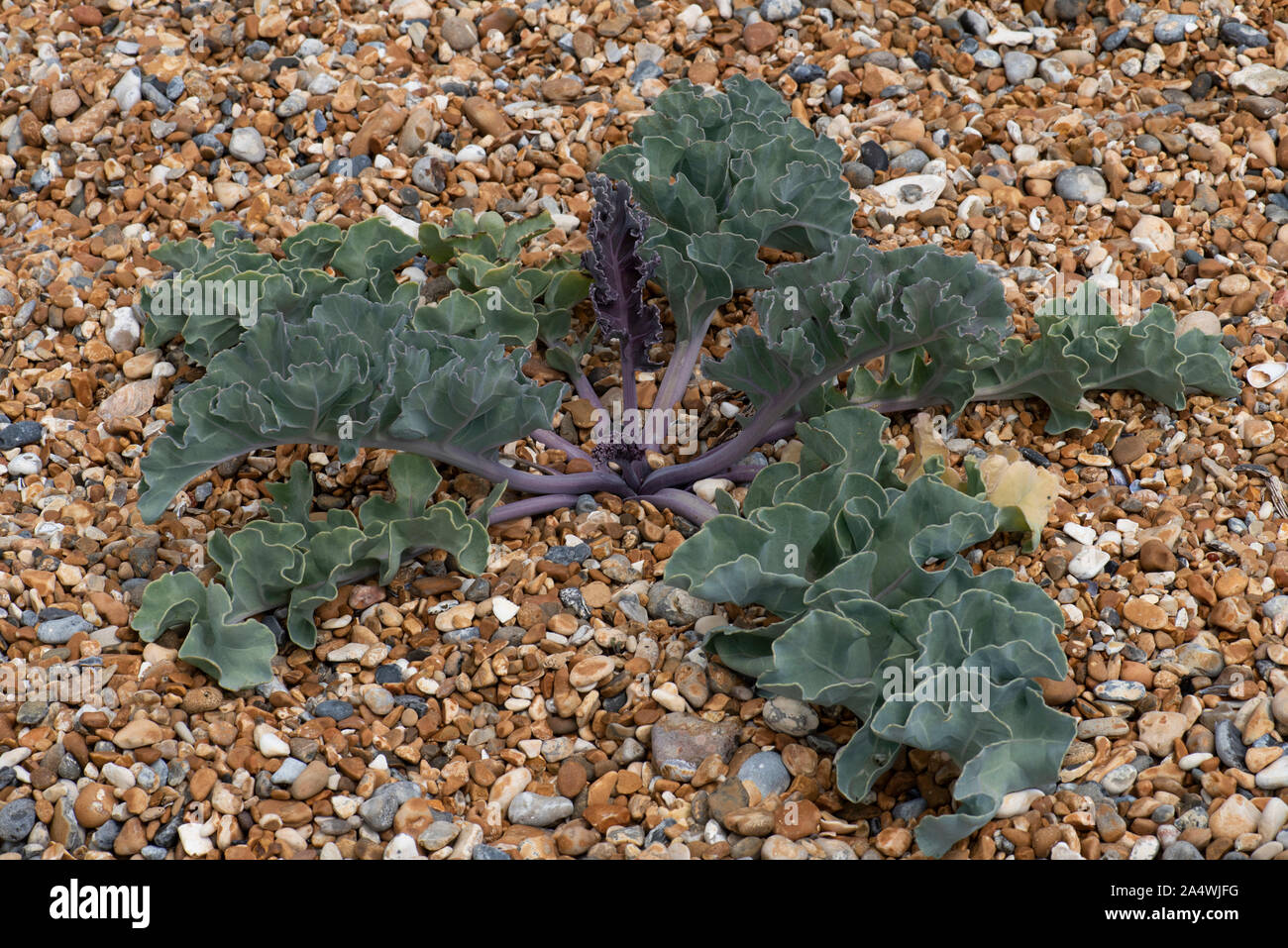 Sea Kale, Crambe maritima, auf Pebble Beach, Sandwich, Kent, UK, Meer Cole, seakale, Meer colewort oder crambe, ist eine Pflanzenart aus der Gattung der Halophytic blühende Pflanze ich Stockfoto