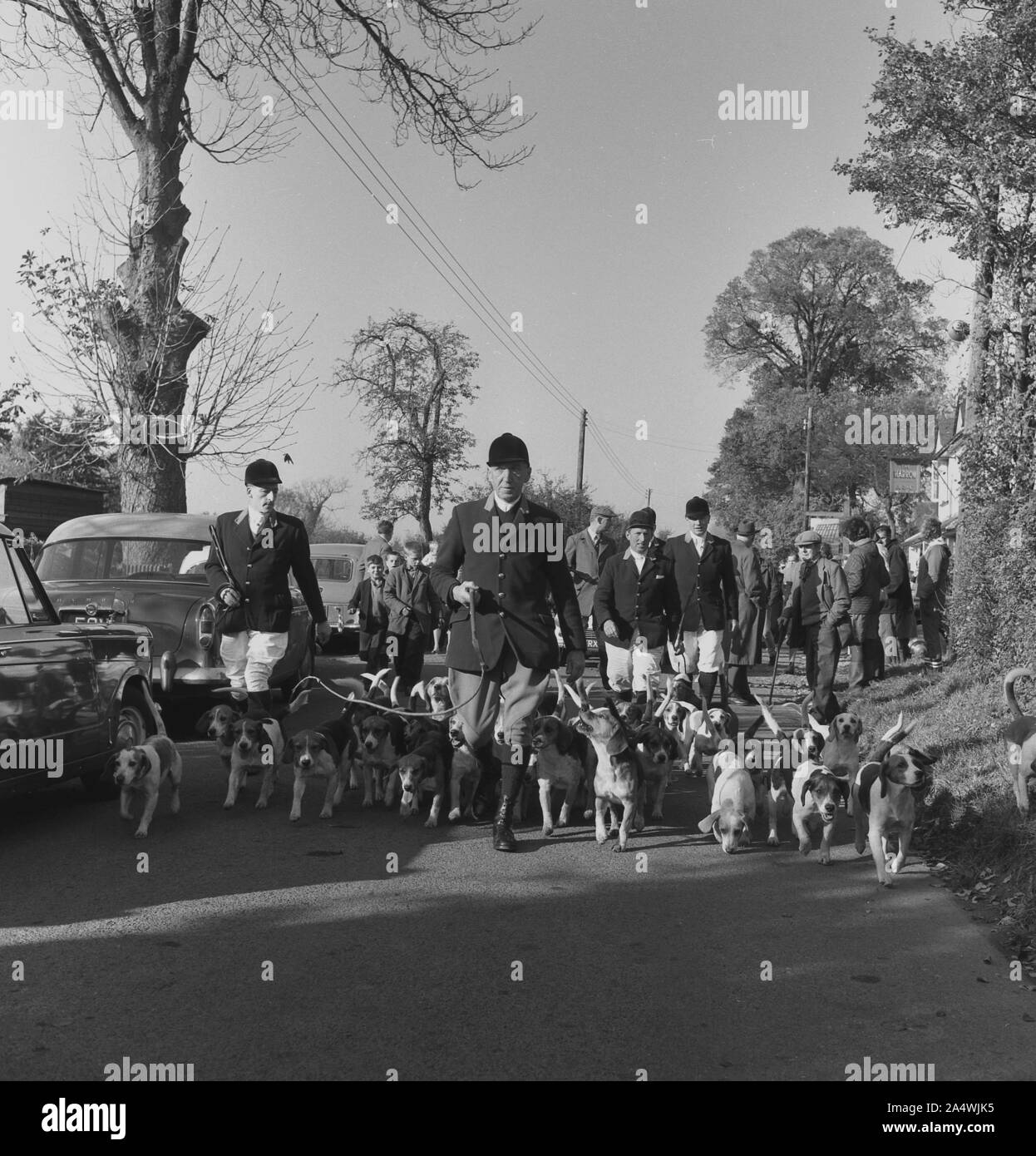 1950er Jahre, historische Jagdmeister mit Beagies eine ländliche Straße, auf einer Straße außerhalb des Harrow Public House in Bishopstone, Buckinghamshire, England, Großbritannien. Stockfoto