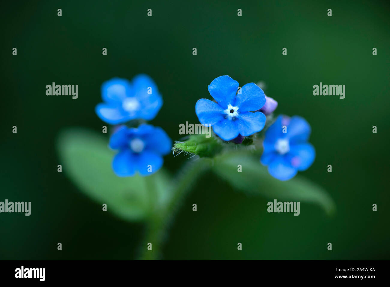 Grün, Alkanet Pentaglottis sempervirens Immergrüne bugloss, Sandwich, Kent, UK, in der Nähe von Blumen, Stockfoto