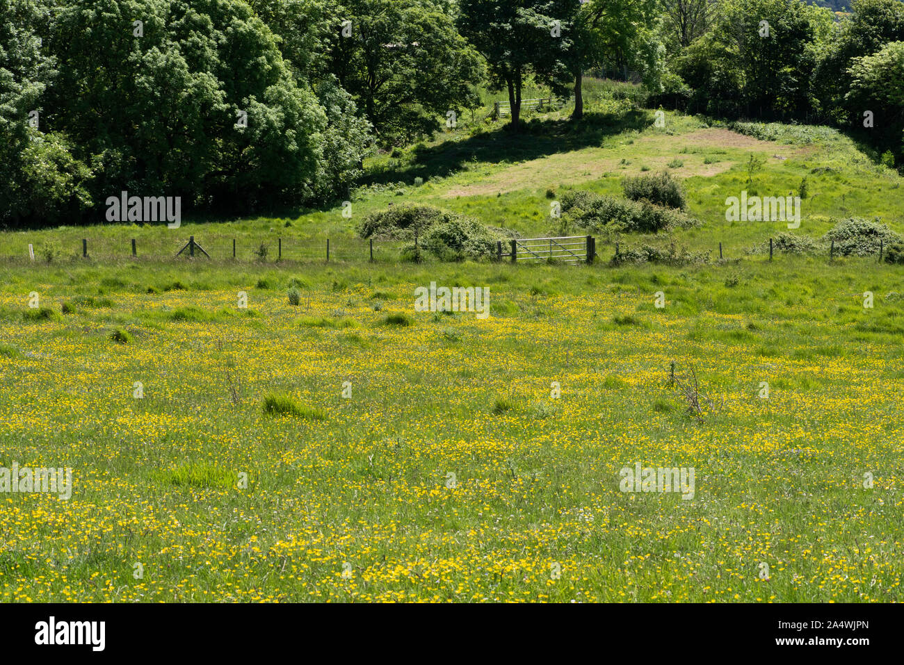 Wiese Feld auf einer Klippe mit Blick auf den Tiefen, Folkestone, Kent, Großbritannien Stockfoto