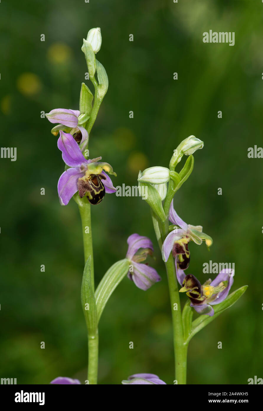 Bienen Ragwurz Stockfotos und bilder Kaufen Alamy