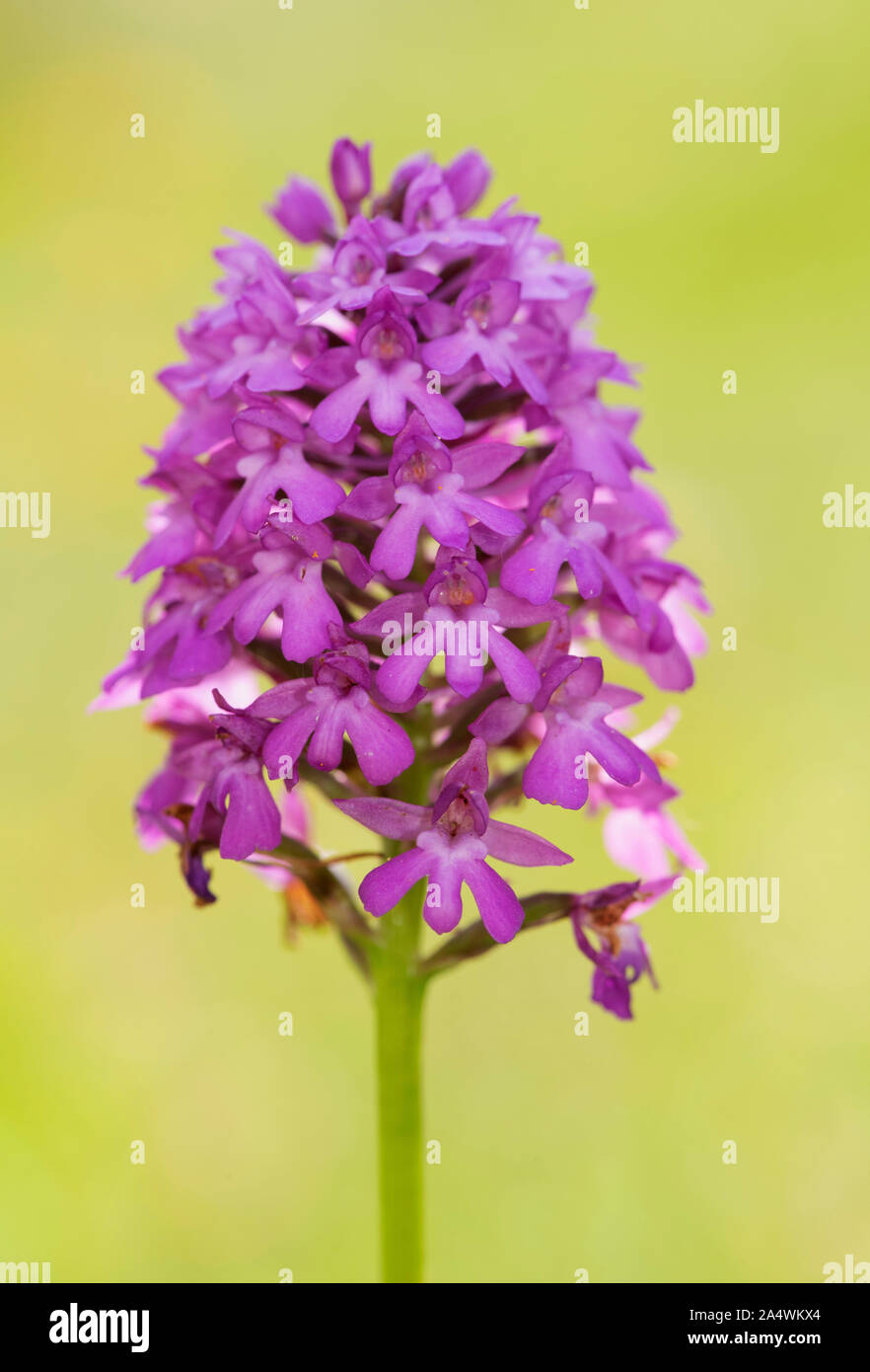 Pyramid Orchid, Anacamptis pyramidalis, Lullingstone Country Park, Kent GROSSBRITANNIEN Stockfoto