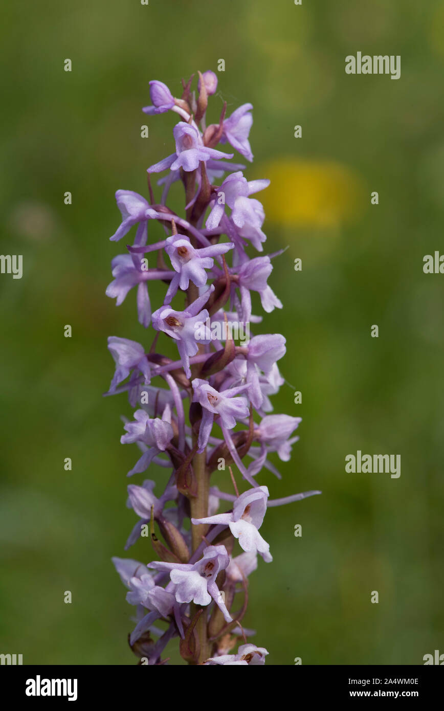 Duftende Orchidee, Gymnadenia conopsea, Park Gate nach unten, Kent Wildlife Trust, GB Stockfoto