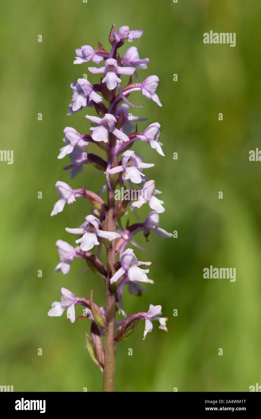 Duftende Orchidee, Gymnadenia conopsea, Park Gate nach unten, Kent Wildlife Trust, GB Stockfoto