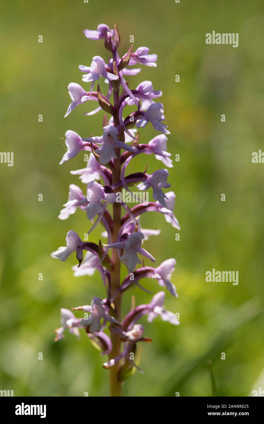 Duftende Orchidee Stockfotos und bilder Kaufen Alamy