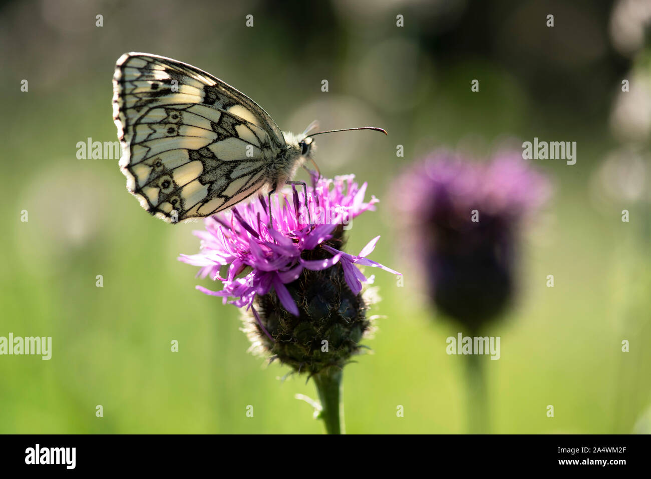 Marbled White Butterfly, Melanargia galathea, Park Gate nach unten, Kent Wildlife Trust, GB, ruht auf Thistle Blume, Unterseite der Flügel Stockfoto