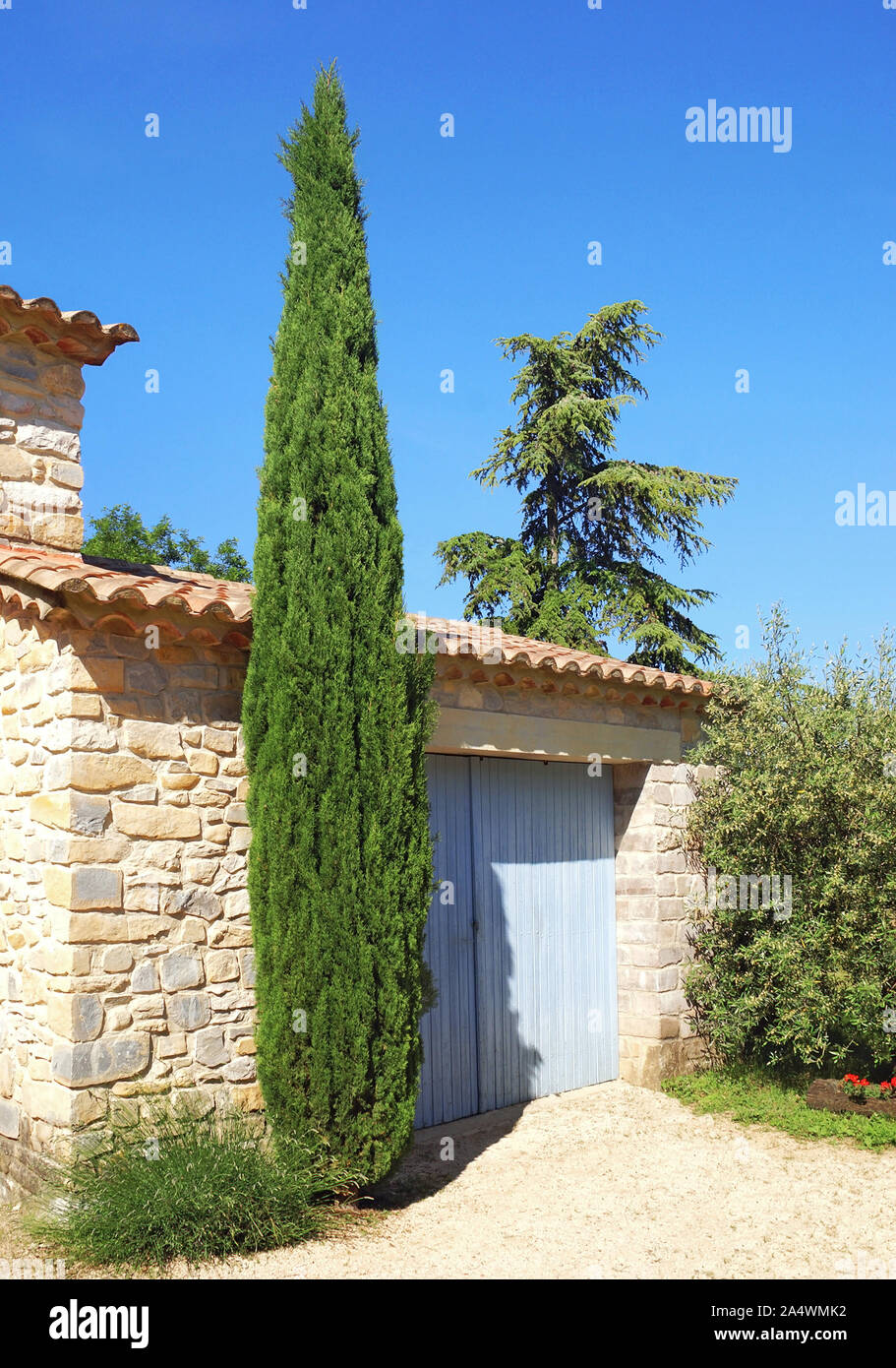 Dekorative in Cypress vor einem provenzalischen Gebäude aus Stein. Stockfoto
