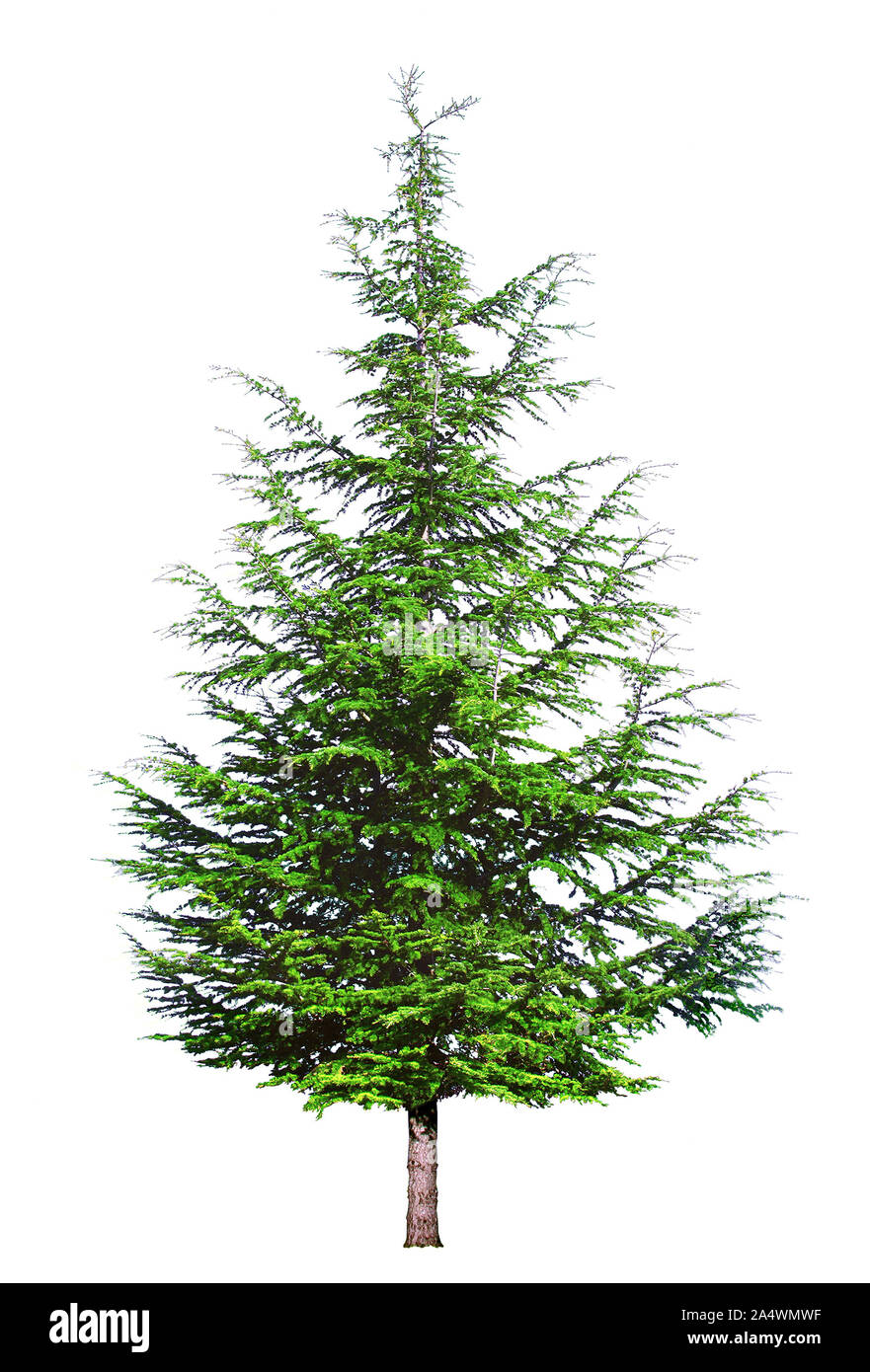 Junge grüne Zeder auf weißem Hintergrund. Stockfoto
