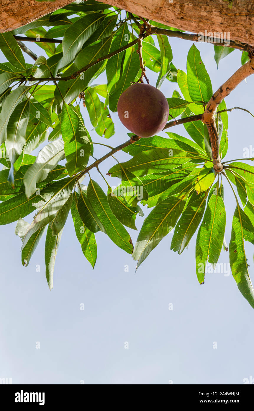Unreife Mango am Baum Stockfoto