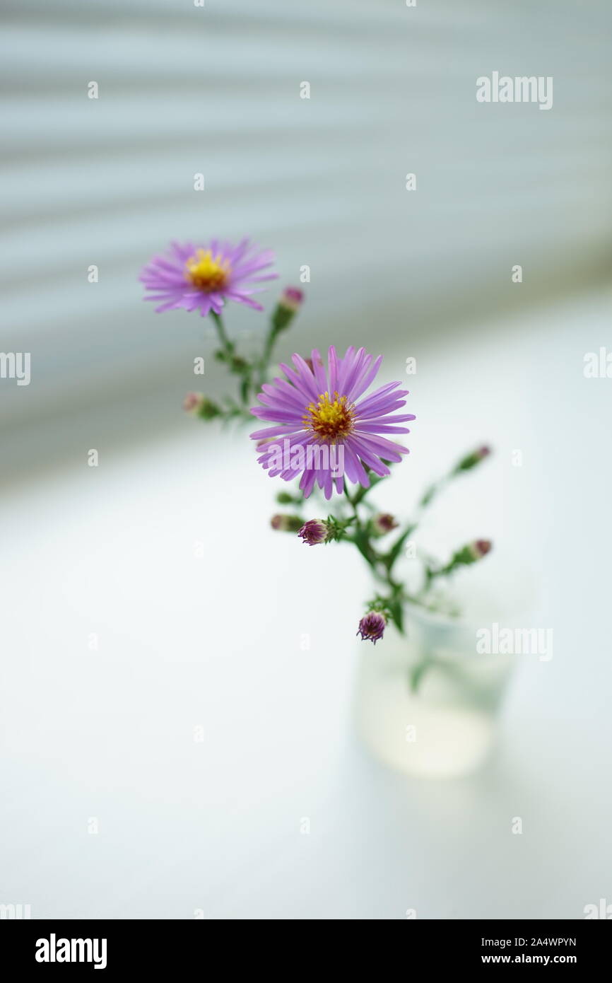 Süße Duft von zarten lila Blüten der Chrysanthemen in einer Vase auf einem hellen Fensterbank Stockfoto