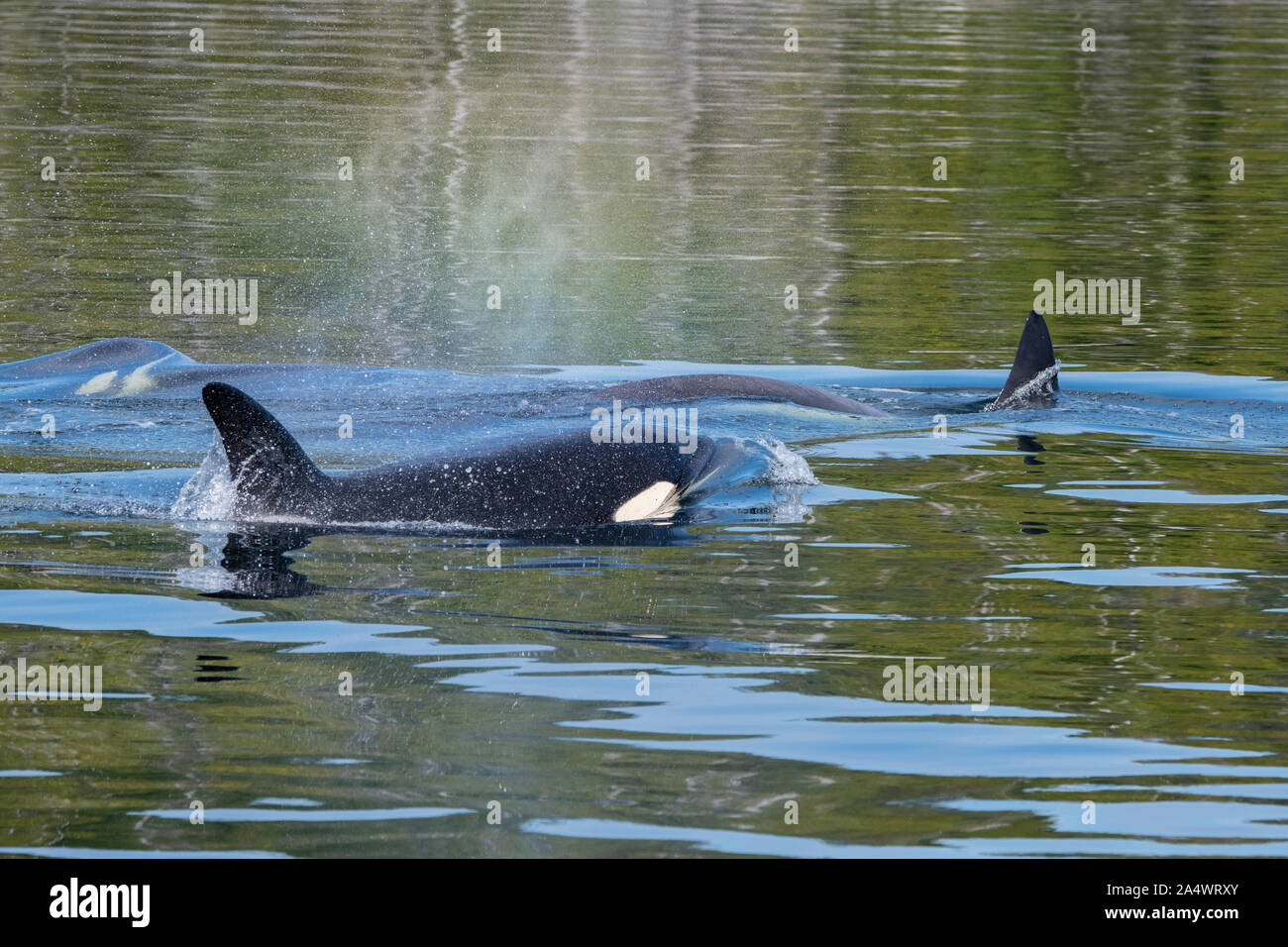 Kanada, British Columbia, Great Bear Rainforest, Fin Insel. Schwertwale aka WILD: Orca (Orcinus orca) Stockfoto