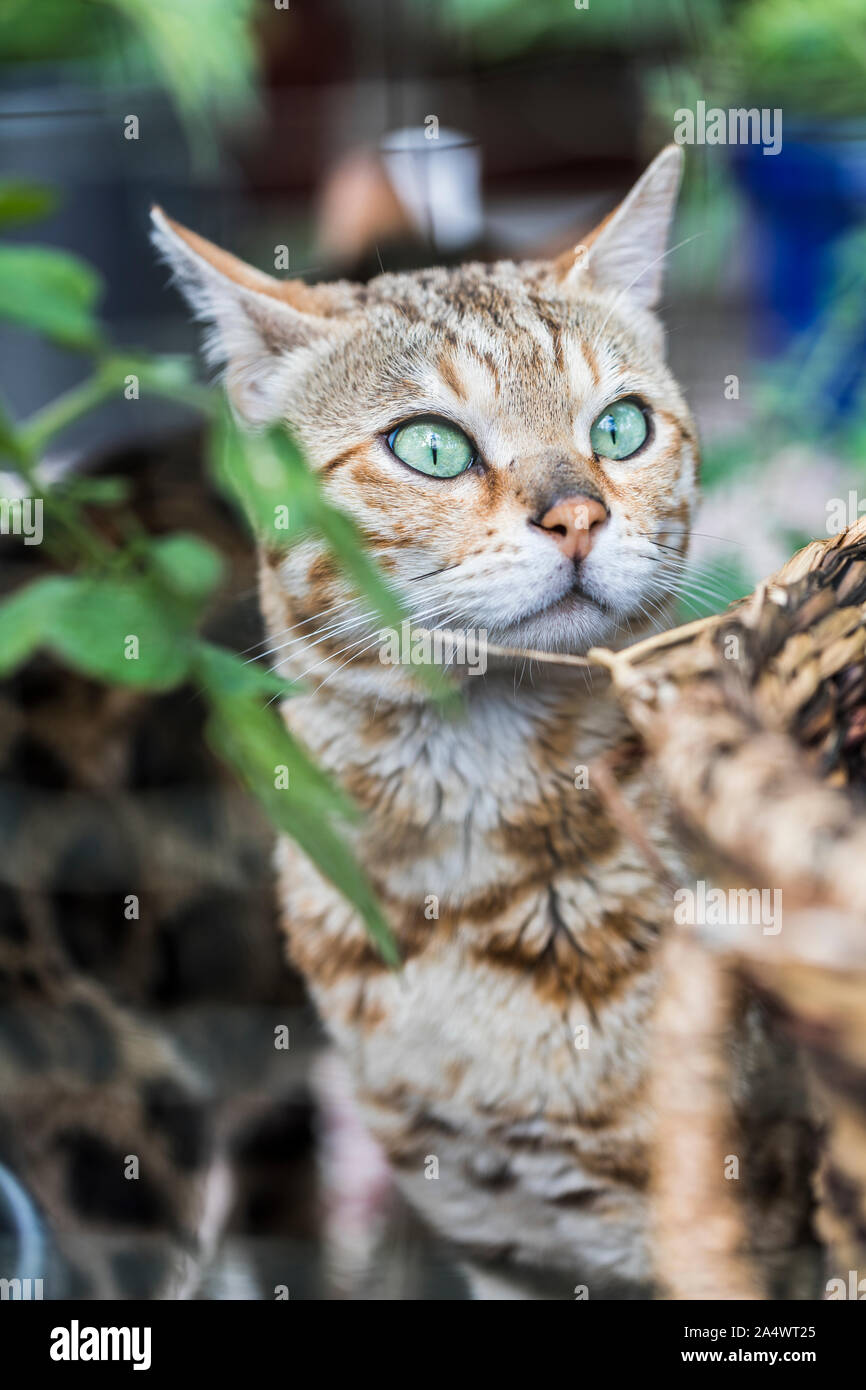 Nahaufnahme einer hübschen gestromt reinrassige Bengal Katze durch die Äste mit grünen Blättern suchen, gleich hinter einem Korb. Stockfoto