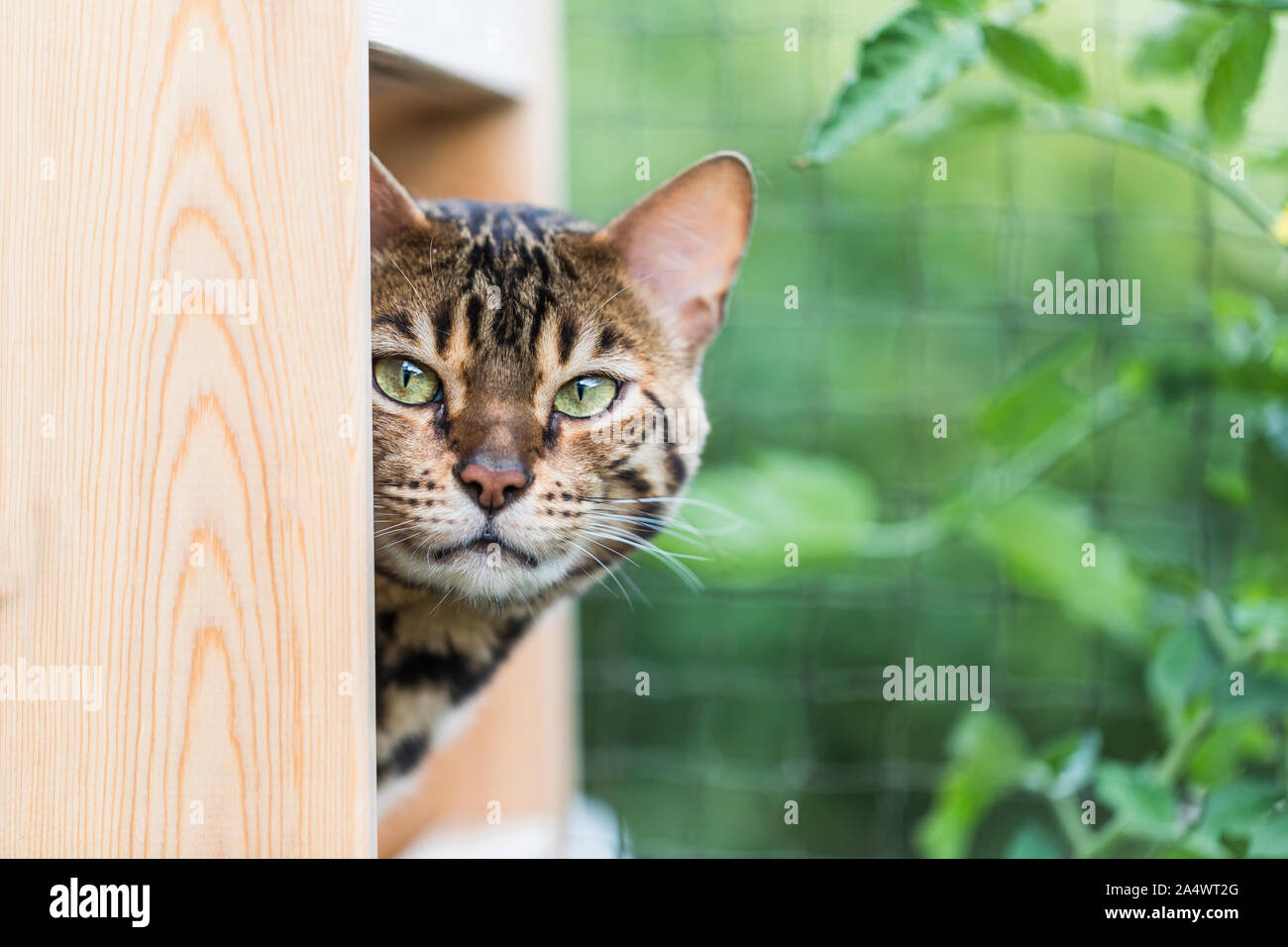 Porträt einer wunderschönen reinrassige Bengal Katze aus einer Holzkiste, mit einem grünen Garten Hintergrund. Stockfoto