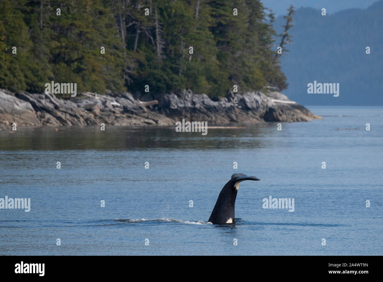 Kanada, British Columbia, Great Bear Rainforest, Fin Insel. Schwertwale aka WILD: Orca (Orcinus orca), Schwanz schlagen. Stockfoto