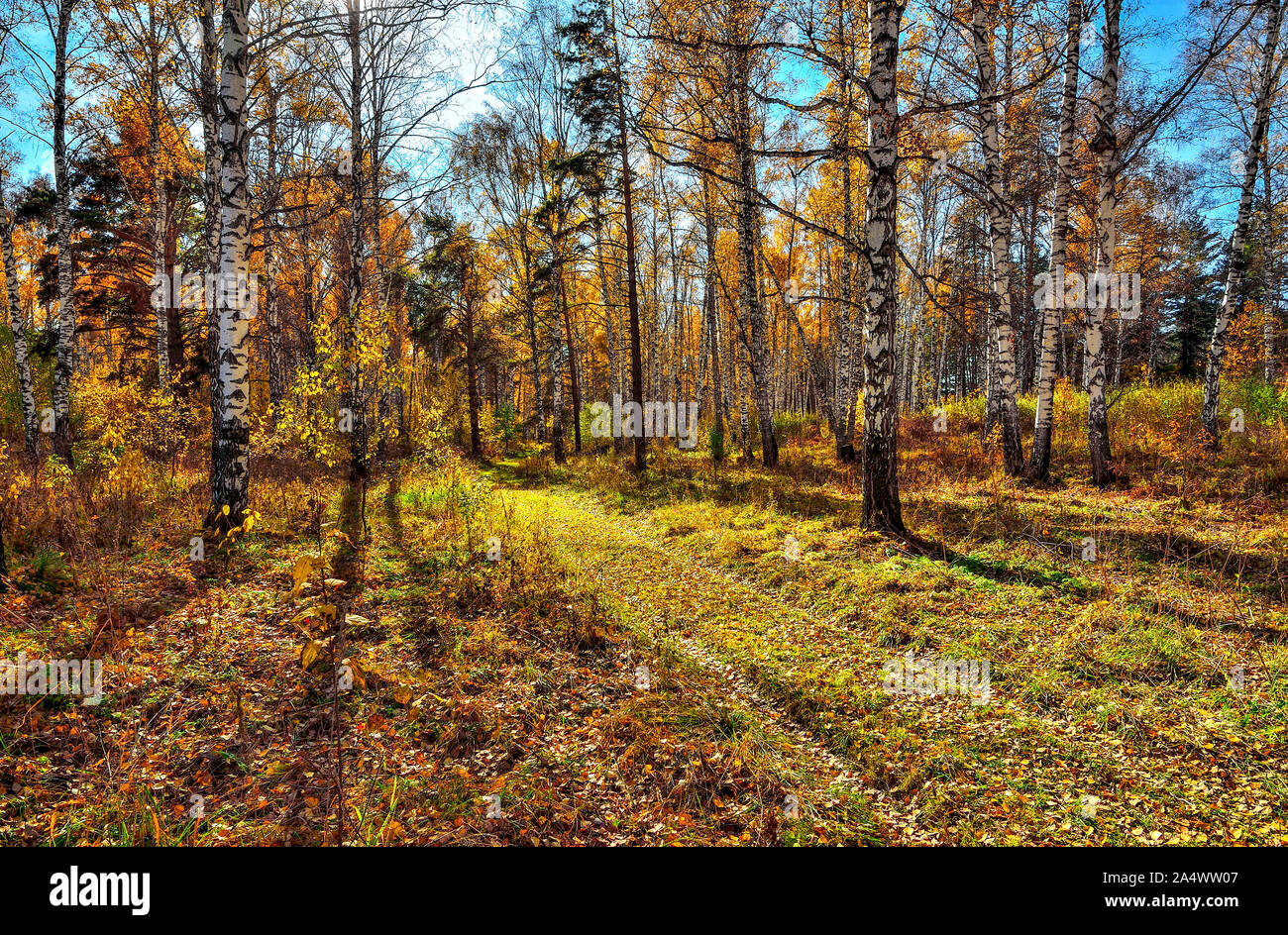 Goldener Herbst im Birch Grove mit weißen Trunks, Orange und Gelb herabfallendes Laub und Schmutz der Straße durch den Wald. Helle, sonnige herbstliche Landschaft an Stockfoto