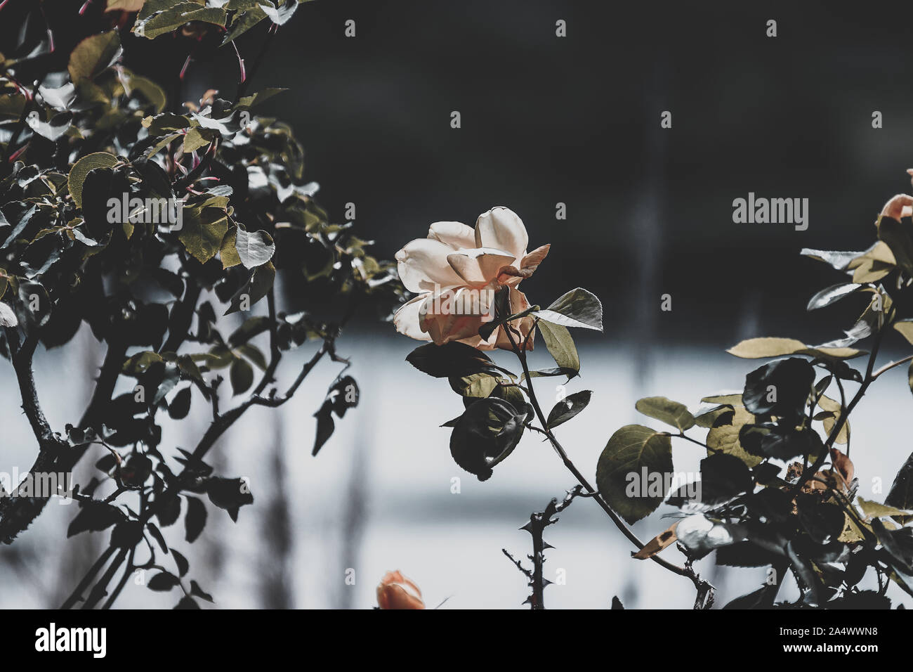 Schöne weisse Rosen uncut auf Ihrer eigenen Anlage in einem Garten, mit viel Liebe zum Detail und zu schließen. Stockfoto Schöne weisse Rosen uncut auf Ihrer eigenen Anlage in einem Garten, mit viel Liebe zum Detail und zu schließen. Stockfoto