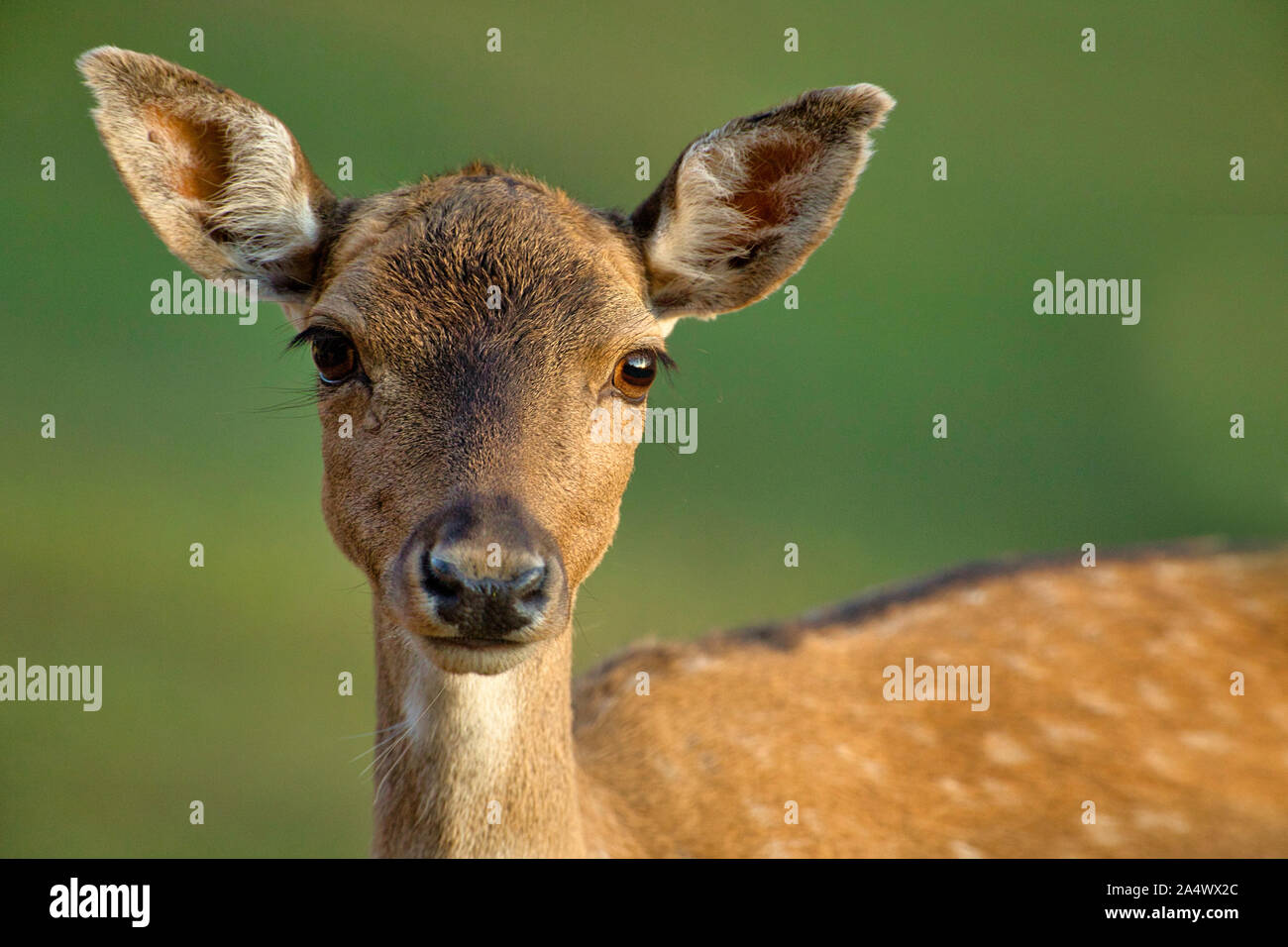 Weibliches Damwild (Dama Dama) blickt direkt in die Linse aus sehr kurzer Entfernung. Stockfoto