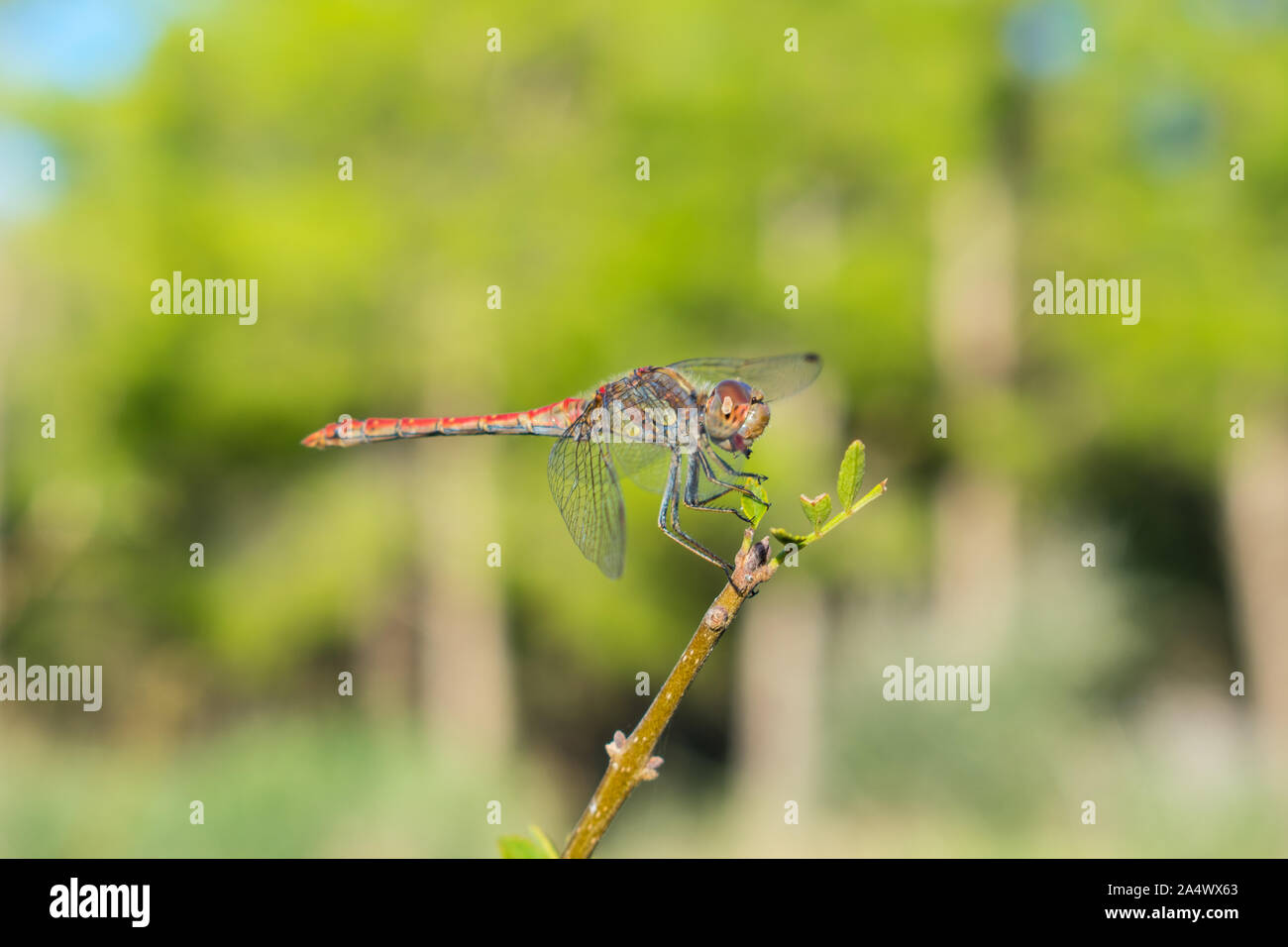 Rot geäderter Darter, der auf einem Zweig steht Stockfoto