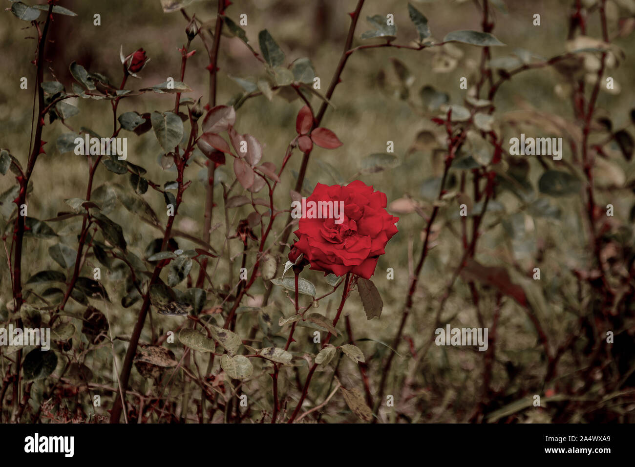 Schön uncut rote Rosen auf Ihrer eigenen Anlage in einem Garten, mit
