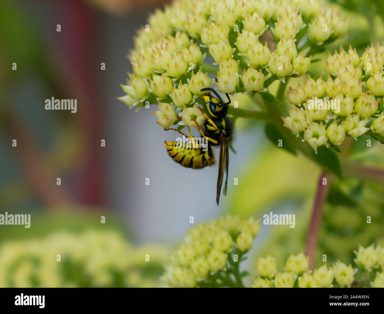 Gelbe Jacke Wasp Barching auf Blume Stockfoto