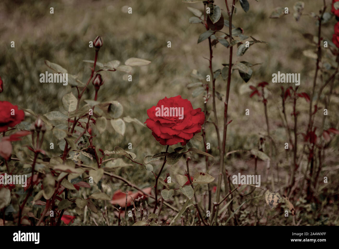 Schön uncut rote Rosen auf Ihrer eigenen Anlage in einem Garten, mit
