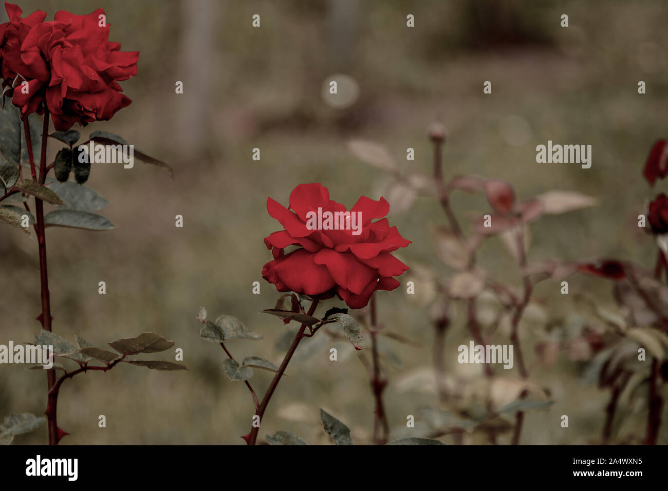 Schön uncut rote Rosen auf Ihrer eigenen Anlage in einem Garten, mit viel Liebe zum Detail und zu schließen. Stockfoto Schön uncut rote Rosen auf Ihrer eigenen Anlage in einem Garten, mit viel Liebe zum Detail und zu schließen. Stockfoto