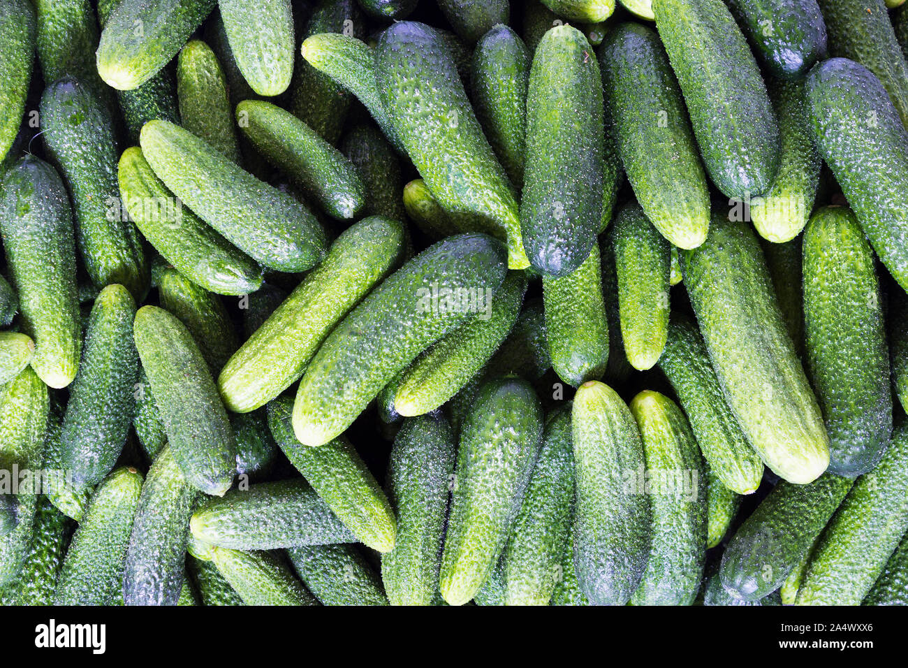 Frisch junge Gurken abgeholt Stockfoto
