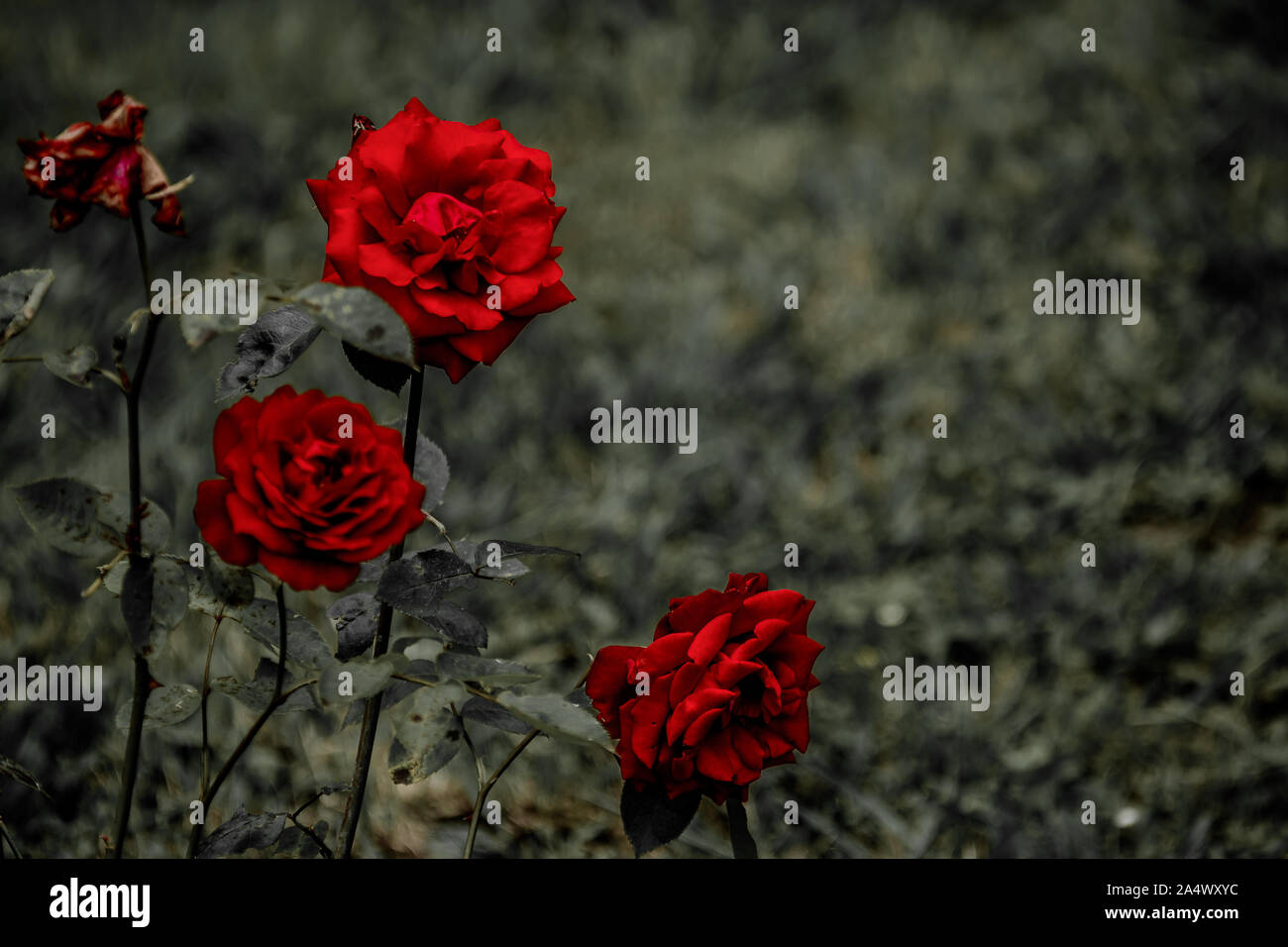 Schön uncut rote Rosen auf Ihrer eigenen Anlage in einem Garten, mit