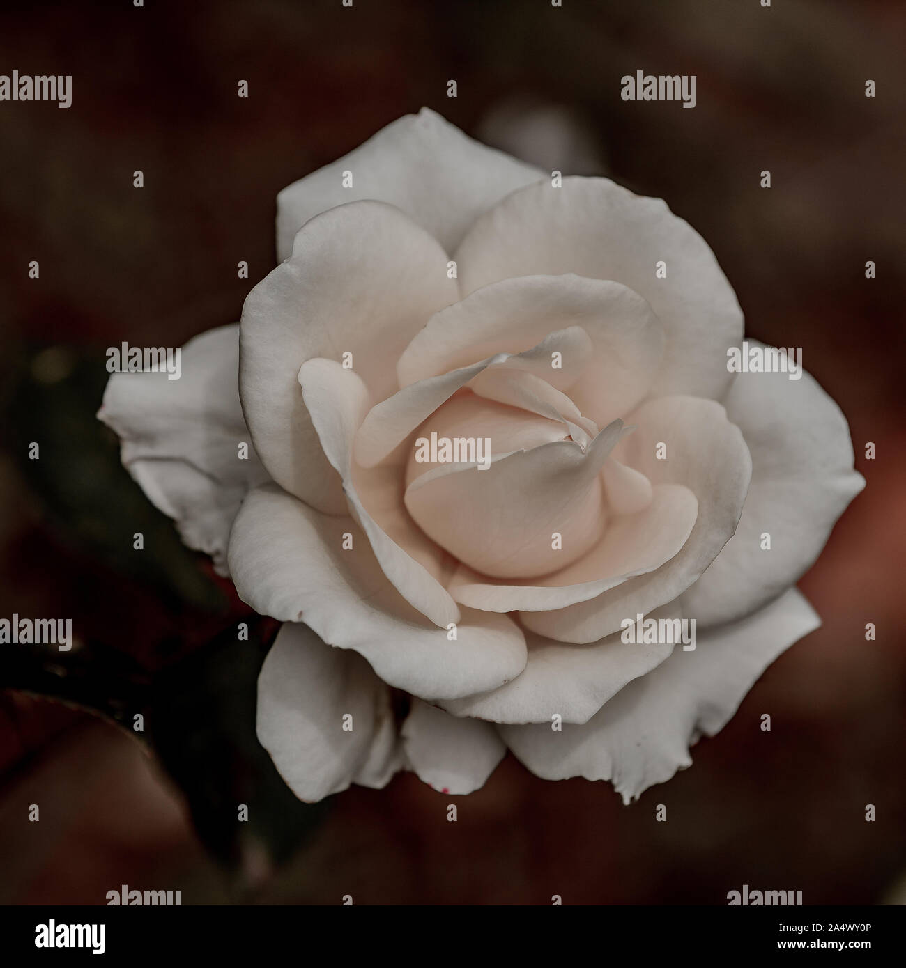 Schöne weisse Rosen uncut auf Ihrer eigenen Anlage in einem Garten, mit viel Liebe zum Detail und zu schließen. Stockfoto Schöne weisse Rosen uncut auf Ihrer eigenen Anlage in einem Garten, mit viel Liebe zum Detail und zu schließen. Stockfoto