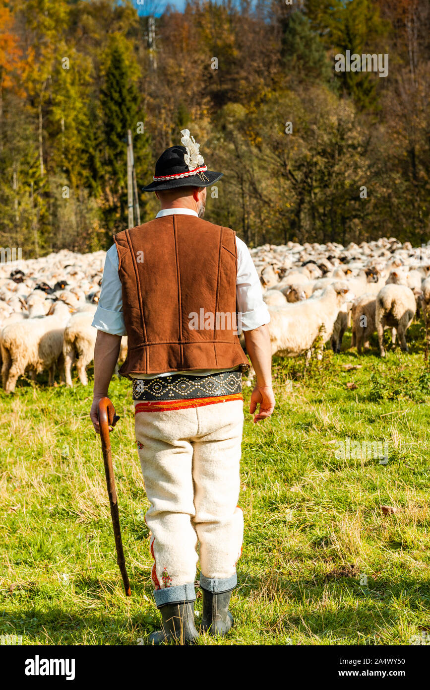 Traditionelle Schafbeweidung in der polnischen Higlands. Landwirt in Regionalen festliche Kleidung. Stockfoto
