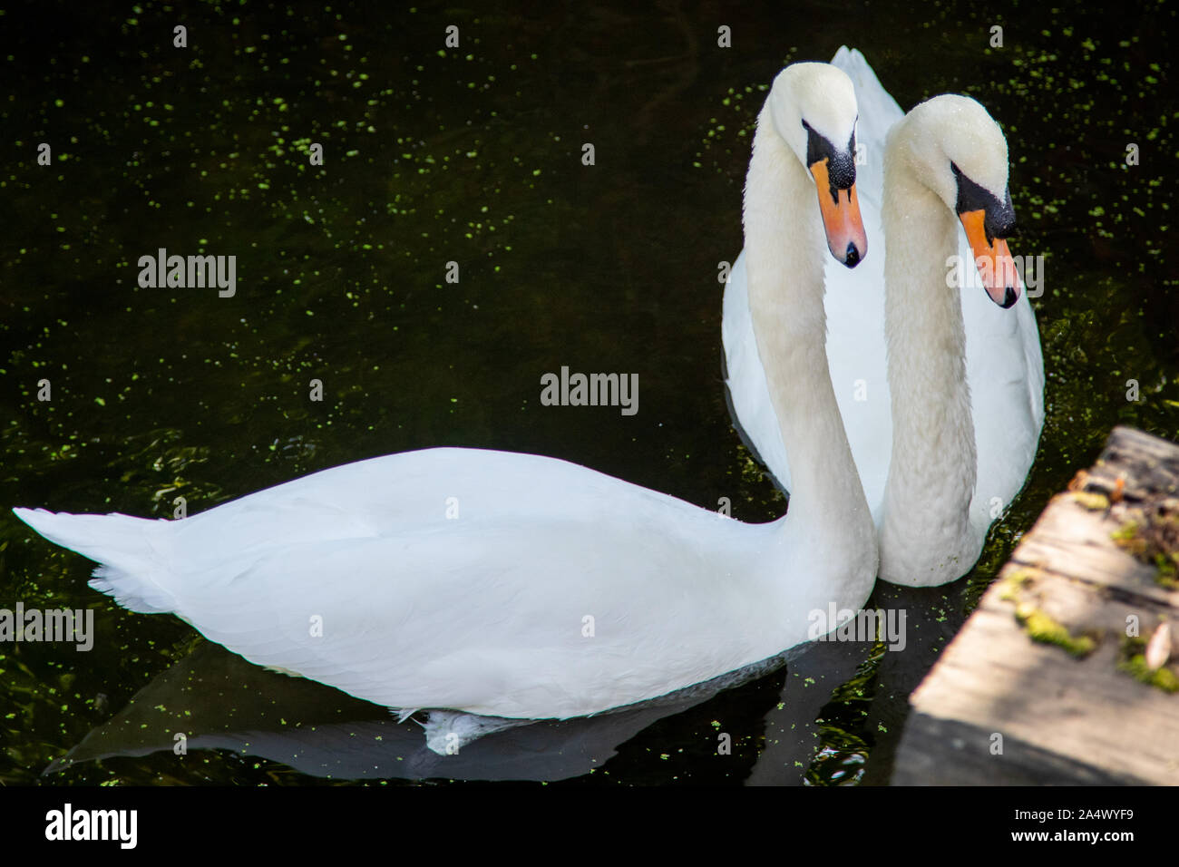 Paar Höckerschwäne in Sudbury Großbritannien Teich. Stockfoto