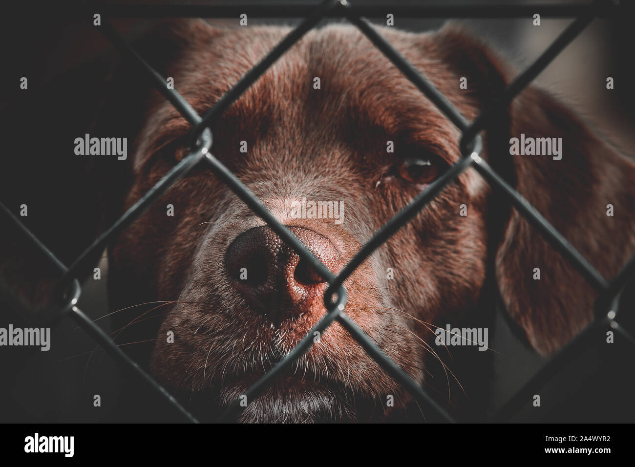 Portrait von brauner Hund im Gitter mit einem eleganten Lager, Nahaufnahme des Gesichts, ruhig und wachsam. Stockfoto Portrait von brauner Hund im Gitter mit einem eleganten Lager, Nahaufnahme des Gesichts, ruhig und wachsam. Stockfoto