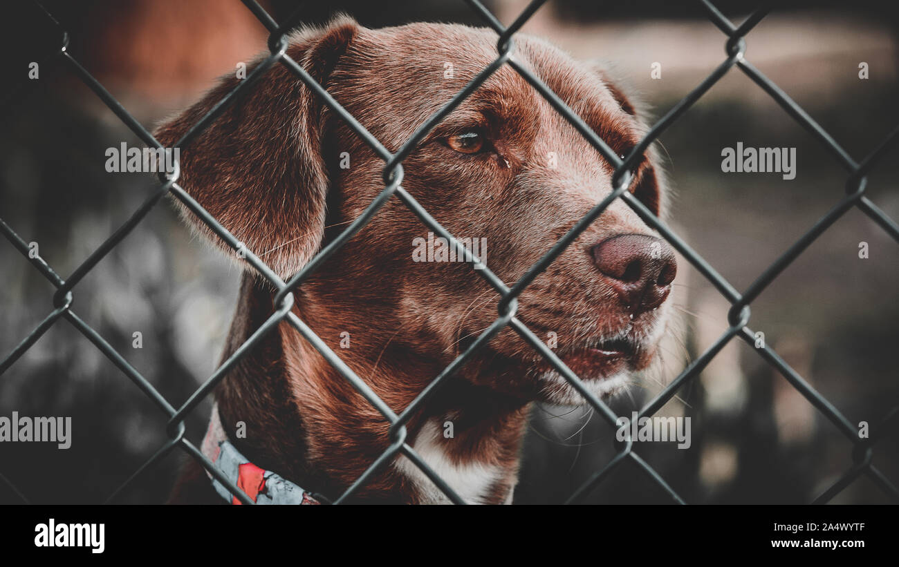 Portrait von brauner Hund im Gitter mit einem eleganten Lager, Nahaufnahme des Gesichts, ruhig und wachsam. Stockfoto Portrait von brauner Hund im Gitter mit einem eleganten Lager, Nahaufnahme des Gesichts, ruhig und wachsam. Stockfoto
