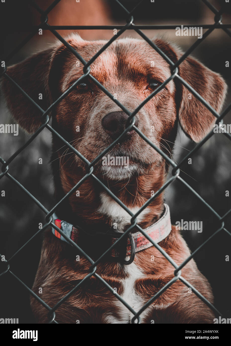 Portrait von brauner Hund im Gitter mit einem eleganten Lager, Nahaufnahme des Gesichts, ruhig und wachsam. Stockfoto Portrait von brauner Hund im Gitter mit einem eleganten Lager, Nahaufnahme des Gesichts, ruhig und wachsam. Stockfoto