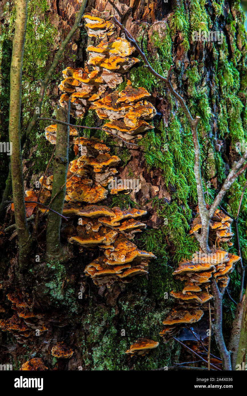 Farbe der Herbst im Nationalpark Wollin, Polen Stockfoto