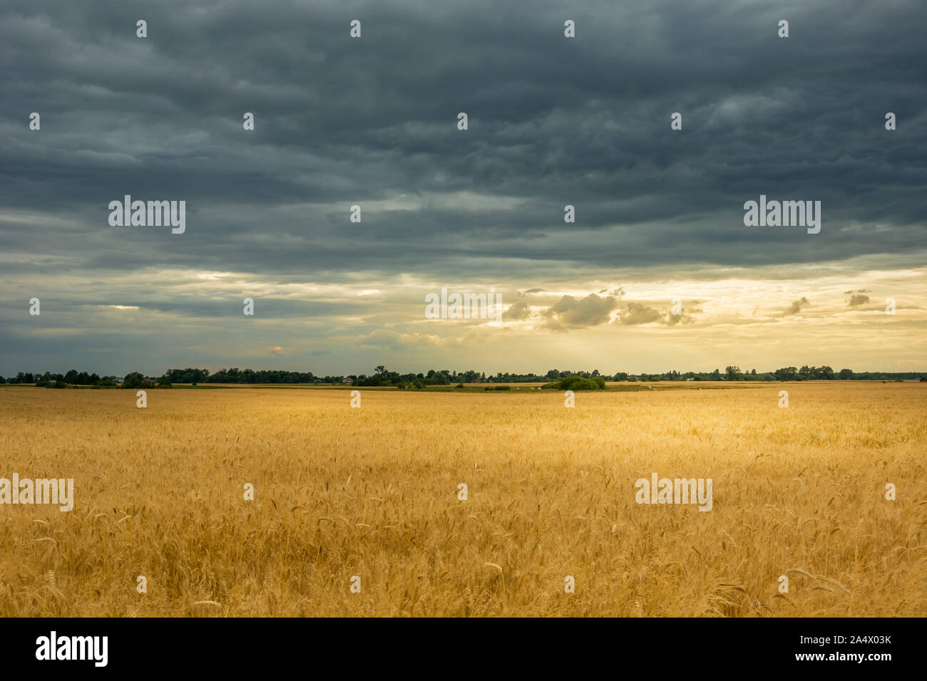Big Roggen Feld und dunkle Wolken im Himmel Stockfoto