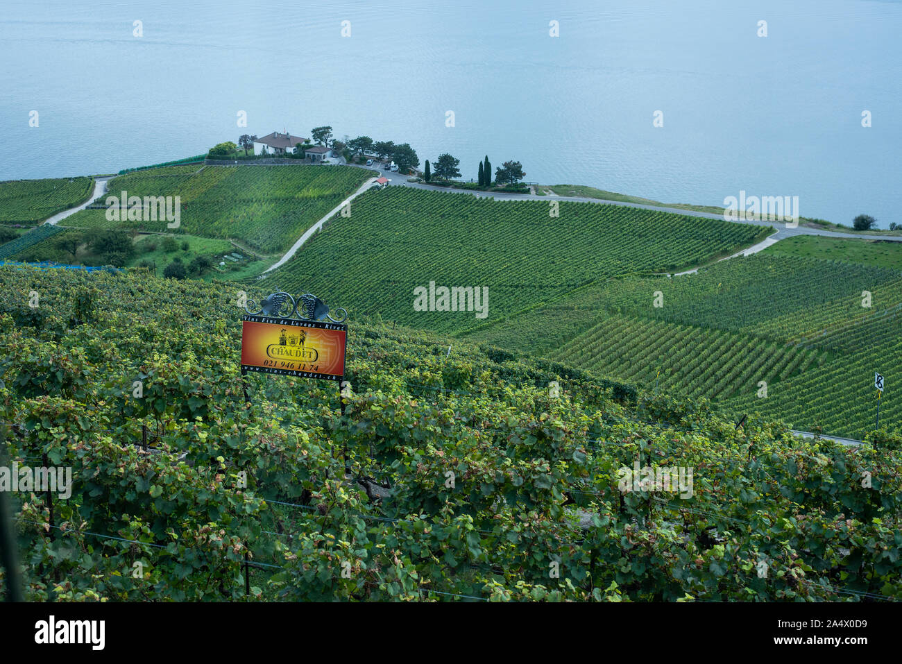 Weinberge am Genfer See Stockfoto