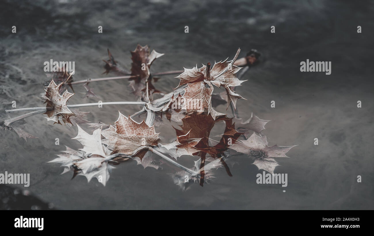 Close-up von getrockneten Thistle auf Pfütze von Wasser am Strand, zarte Schuß für Dekoration und emotionalen Aspekt. Stockfoto Close-up von getrockneten Thistle auf Pfütze von Wasser am Strand, zarte Schuß für Dekoration und emotionalen Aspekt. Stockfoto