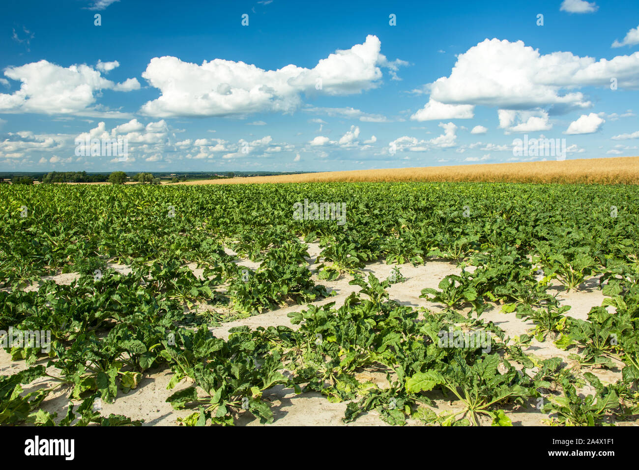 Grünes Feld mit Rüben, den Horizont und die weißen Wolken am blauen Himmel Stockfoto