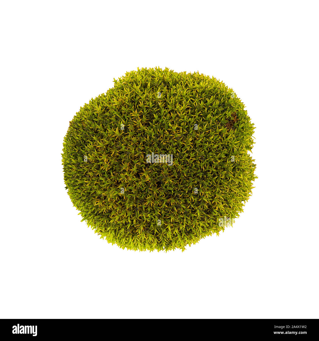 Tussock Moos isolierte Ansicht von oben. Silvergreen Moos bryum Stockfoto