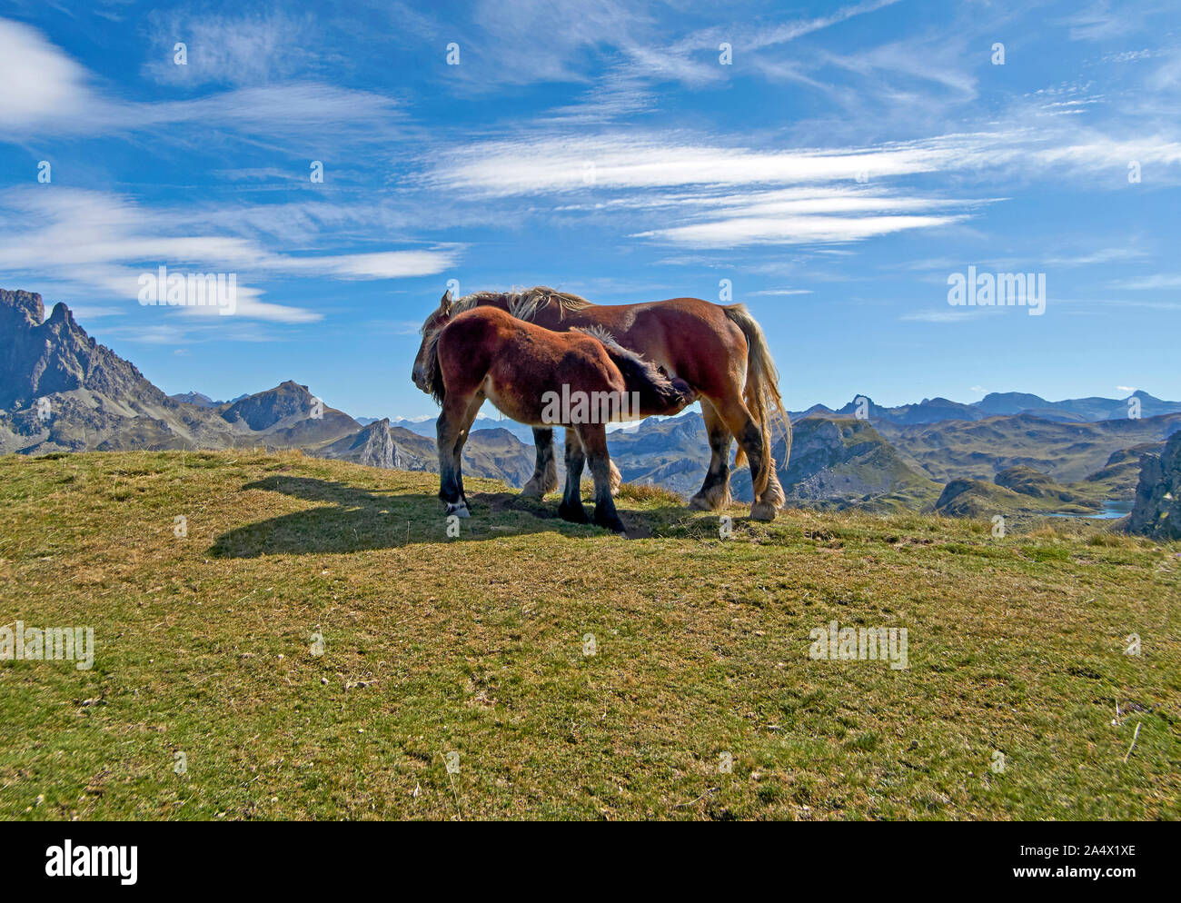 Ein wildes Pferd und Fohlen säugen am Col d'Ayous (2.185 m), unterhalb des Pic d'Ayous (2.288 m), Ossau Tal, Französisch Pyrénées, Frankreich Stockfoto