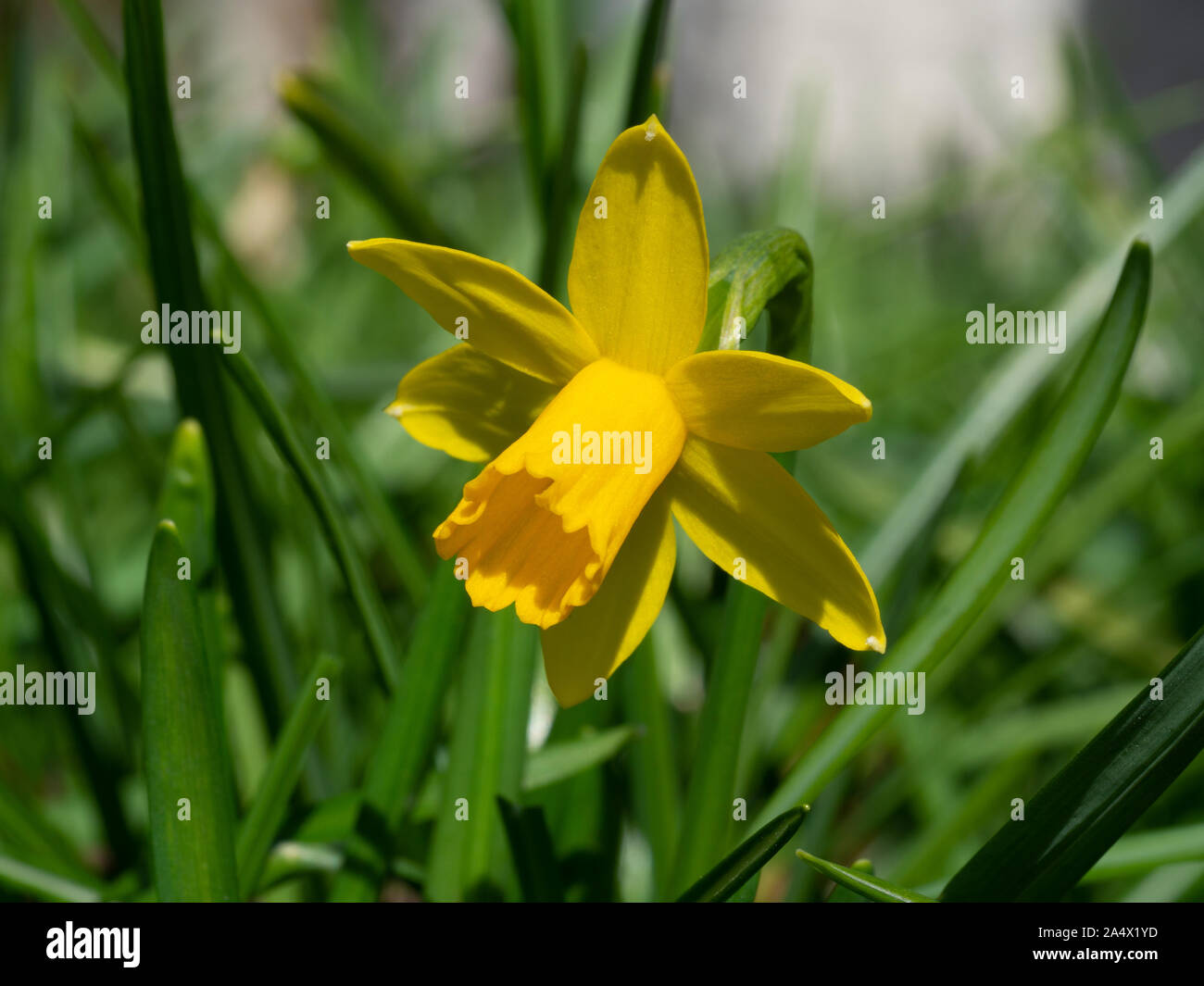 Gelbe Fastenzeit Lily in der Wiese Stockfoto