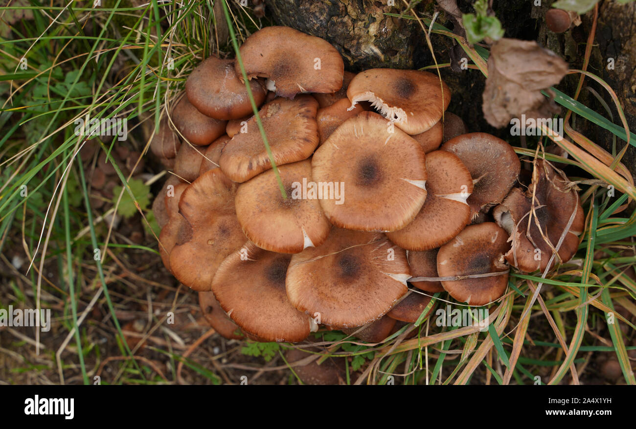 Pilz auf dem Waldboden Stockfoto