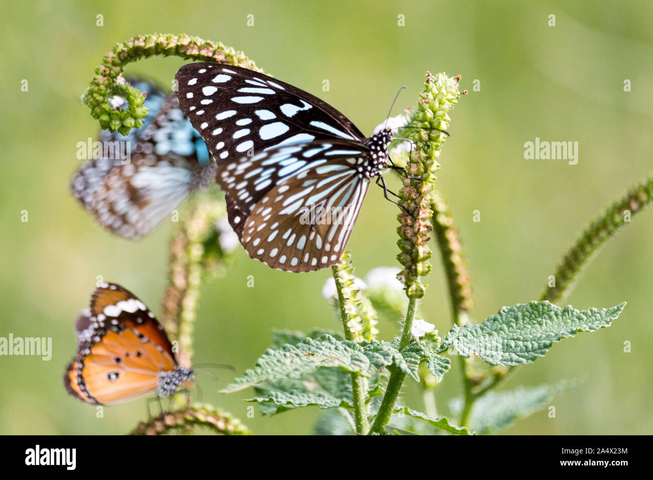Blaue Schmetterlinge und eine Orange eine Fütterung auf eine grüne Pflanze im grünen Gras Feld um einen leeren See in Südindien - Tiruvannamalai 2019 Stockfoto