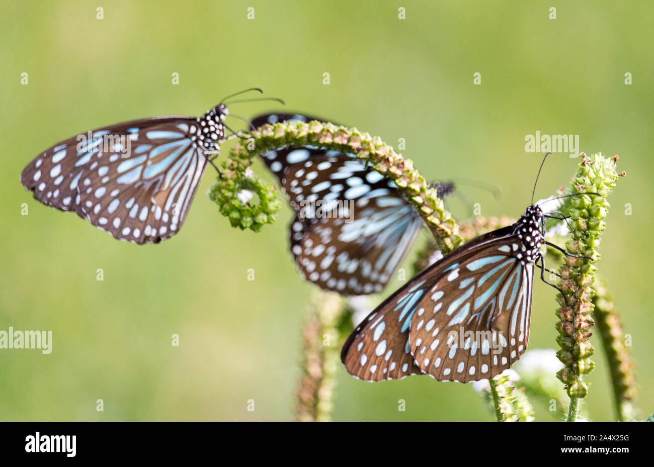 Drei blaue Schmetterlinge Fütterung auf eine grüne Pflanze im grünen Gras Feld um einen leeren See in Südindien - Tiruvannamalai 2019 Stockfoto