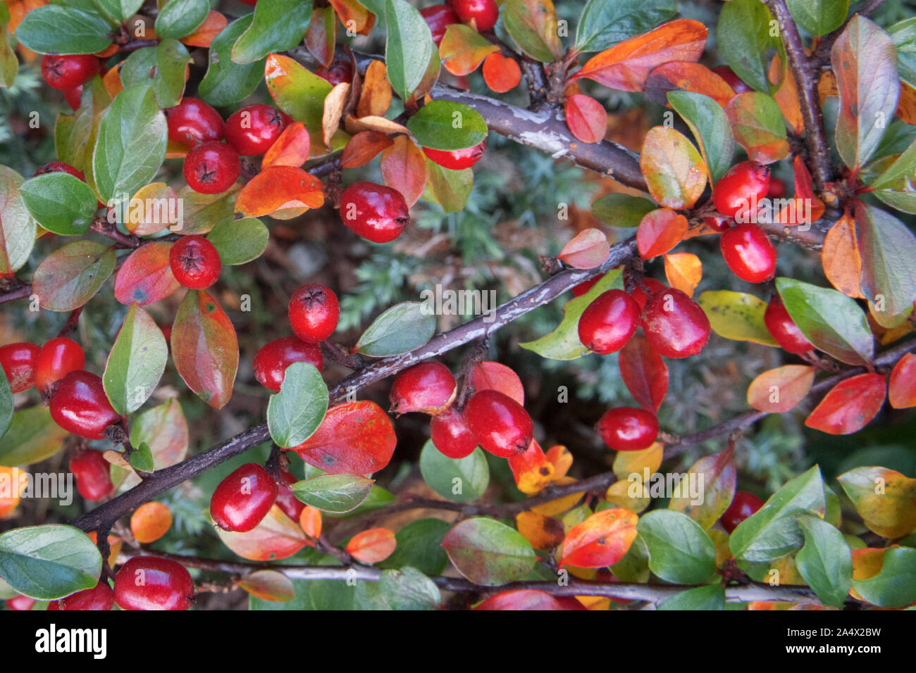 Leuchtend rote Beeren der brentraube cotoneaster (Cotoneaster dammeri) Stockfoto